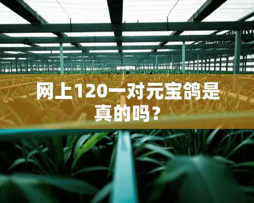 网上120一对元宝鸽是真的吗？