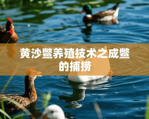 黄沙鳖养殖技术之成鳖的捕捞