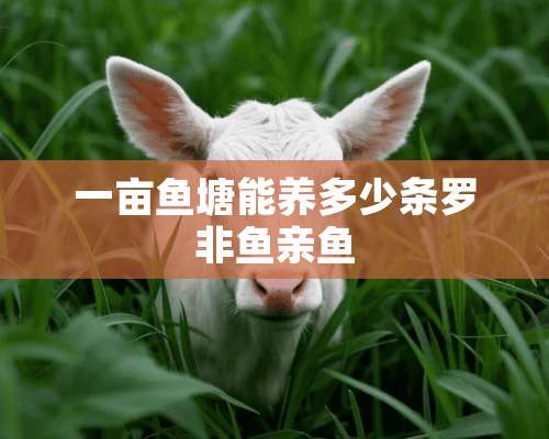 一亩鱼塘能养多少条罗非鱼亲鱼