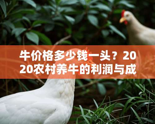 牛价格多少钱一头？2020农村养牛的利润与成本分析