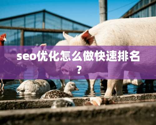 seo优化怎么做快速排名？