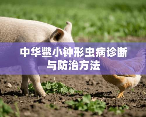 中华鳖小钟形虫病诊断与防治方法