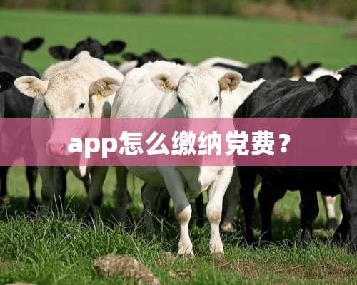 app怎么缴纳*费？