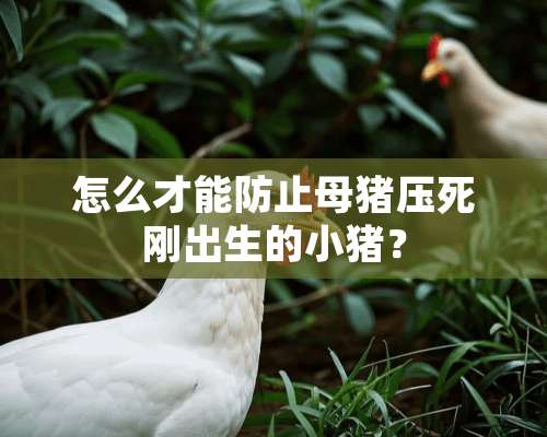 怎么才能防止母猪压死刚出生的小猪？