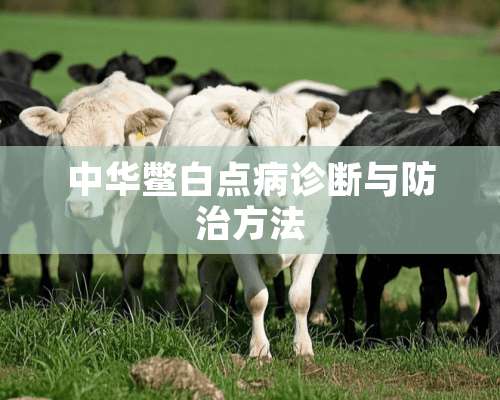 中华鳖白点病诊断与防治方法