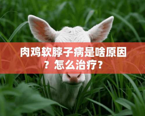 肉鸡软脖子病是啥原因？怎么治疗？