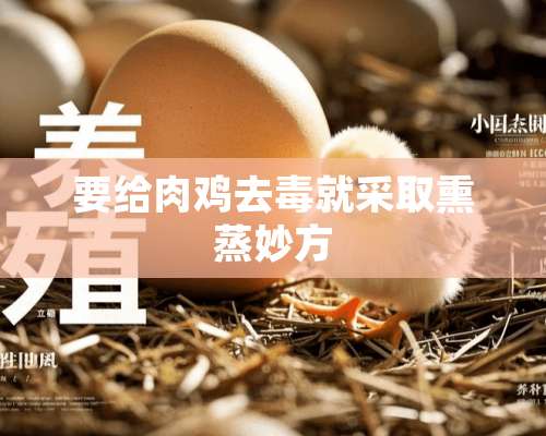 要给肉鸡去毒就采取熏蒸妙方