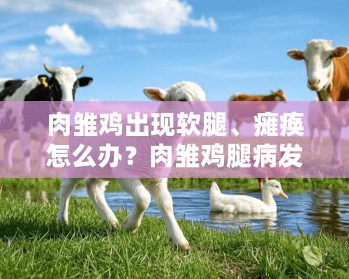 肉雏鸡出现软腿、瘫痪怎么办？肉雏鸡腿病发生的原因及防治措施