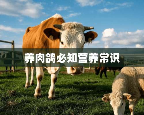 养肉鸽必知营养常识