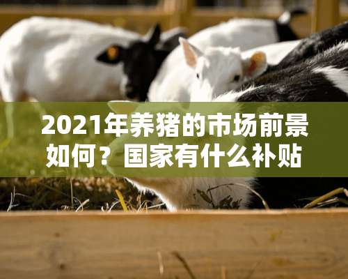 2021年养猪的市场前景如何？国家有什么补贴政策？