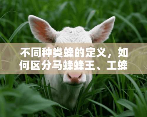 不同种类蜂的定义，如何区分马蜂蜂王、工蜂、雄蜂？