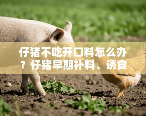 仔猪不吃开口料怎么办？仔猪早期补料、诱食注意事项