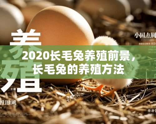 2020长毛兔养殖前景，长毛兔的养殖方法