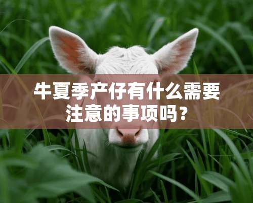 牛夏季产仔有什么需要注意的事项吗？