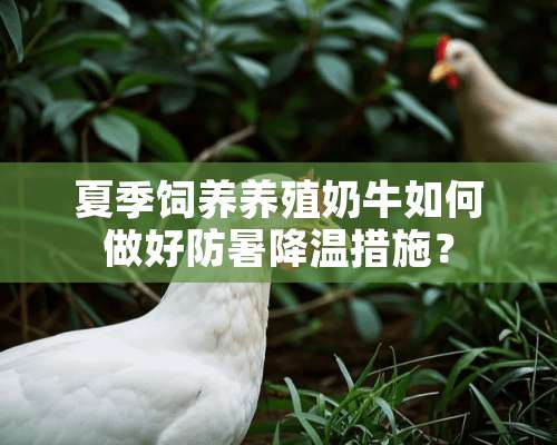 夏季饲养养殖奶牛如何做好防暑降温措施？