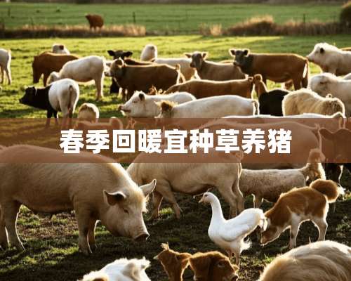 春季回暖宜种草养猪