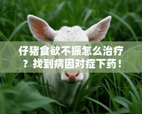 仔猪食欲不振怎么治疗？找到病因对症下药！