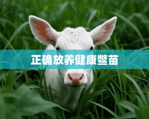 正确放养健康鳖苗