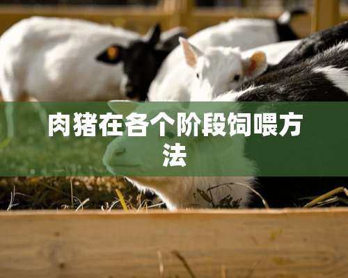 肉猪在各个阶段饲喂方法