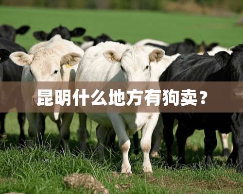 昆明什么地方有狗卖？