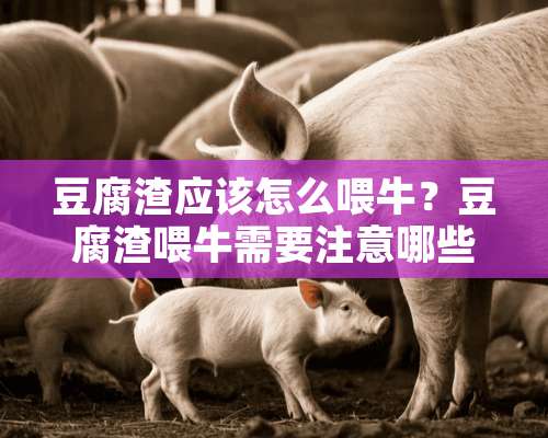 豆腐渣应该怎么喂牛？豆腐渣喂牛需要注意哪些问题？