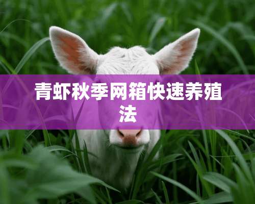 青虾秋季网箱快速养殖法