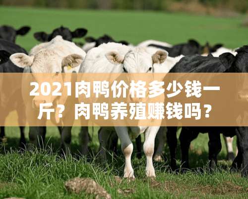 2021肉鸭价格多少钱一斤？肉鸭养殖赚钱吗？