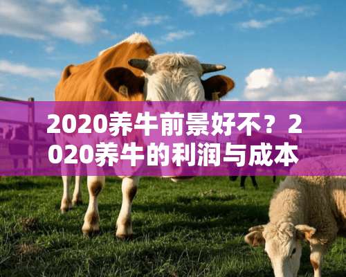 2020养牛前景好不？2020养牛的利润与成本