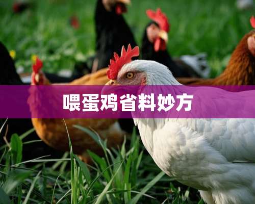 喂蛋鸡省料妙方