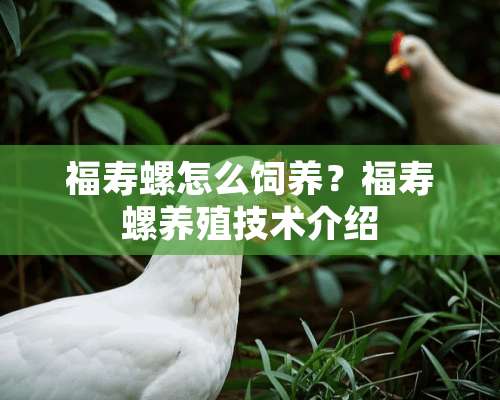 福寿螺怎么饲养？福寿螺养殖技术介绍