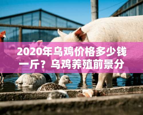 2020年乌鸡价格多少钱一斤？乌鸡养殖前景分析