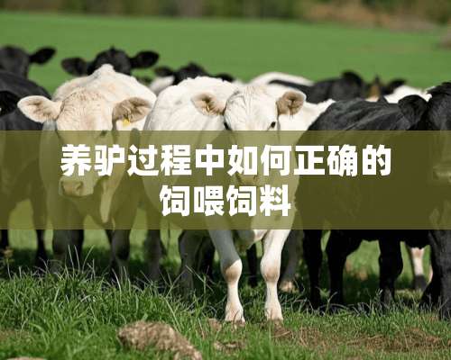 养驴过程中如何正确的饲喂饲料