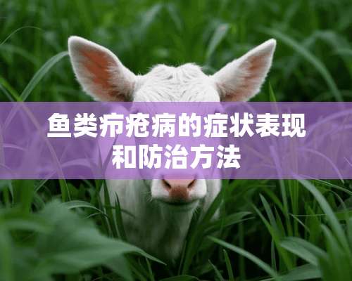 鱼类疖疮病的症状表现和防治方法