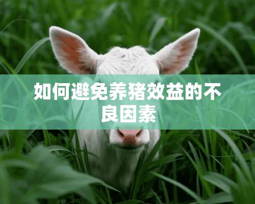 如何避免养猪效益的**因素