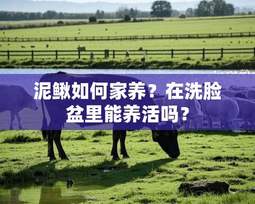 泥鳅如何家养？在洗脸盆里能养活吗？