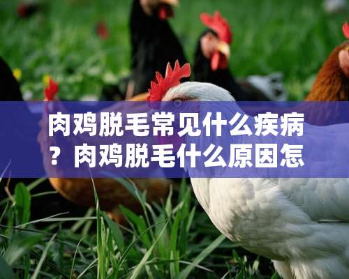 肉鸡脱毛常见什么疾病？肉鸡脱毛什么原因怎么治疗？