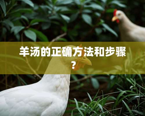 羊汤的正确方法和步骤？