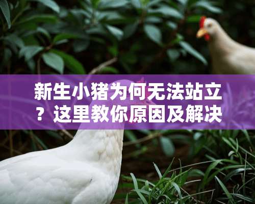 新生小猪为何无法站立？这里教你原因及解决方法！