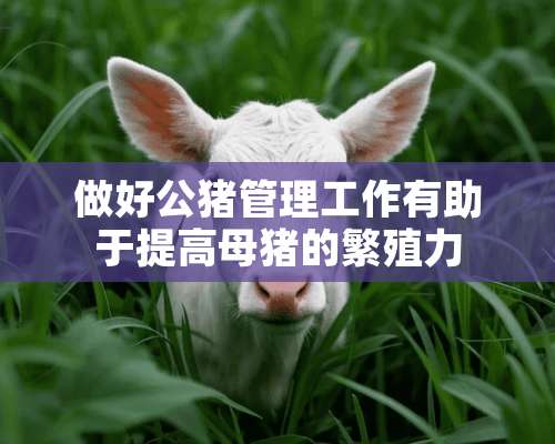 做好公猪管理工作有助于提高母猪的繁殖力