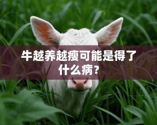 牛越养越瘦可能是得了什么病？