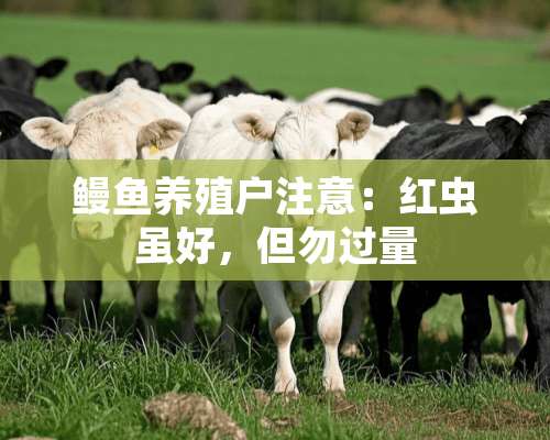 鳗鱼养殖户注意：红虫虽好，但勿过量