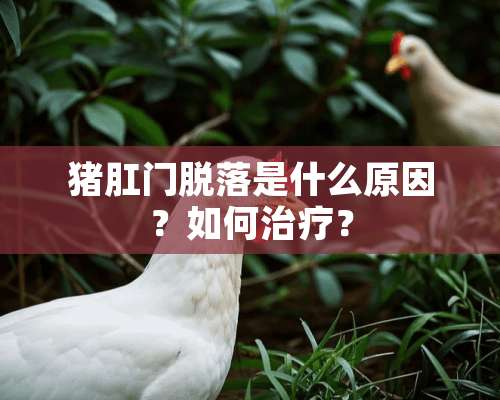 猪*门脱落是什么原因？如何治疗？