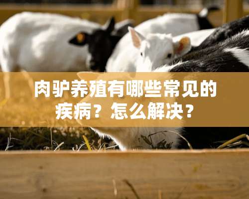 肉驴养殖有哪些常见的疾病？怎么解决？