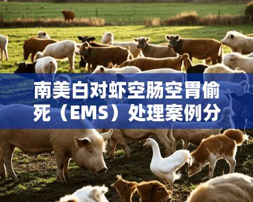 南美白对虾空肠空胃偷死（EMS）处理案例分享