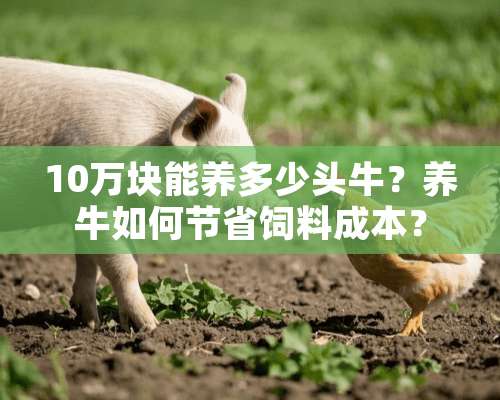 10万块能养多少头牛？养牛如何节省饲料成本？