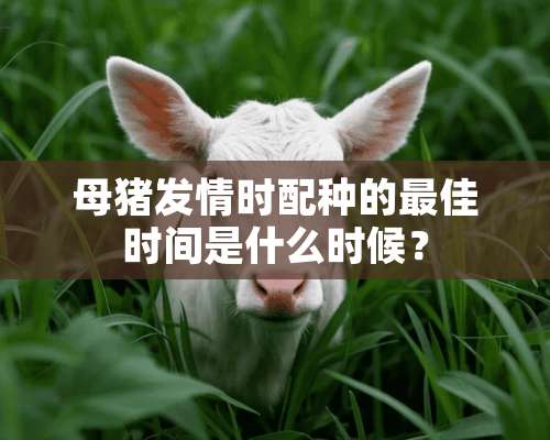 母猪发情时配种的最佳时间是什么时候？