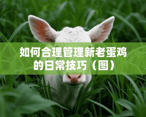 如何合理管理新老蛋鸡的日常技巧（图）