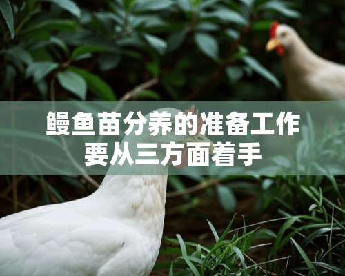 鳗鱼苗分养的准备工作要从三方面着手