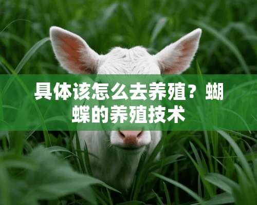 具体该怎么去养殖？蝴蝶的养殖技术