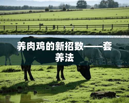 养肉鸡的新招数——套养法